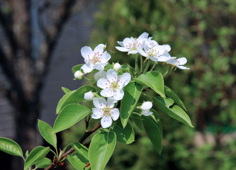 Flowering pear tree branch