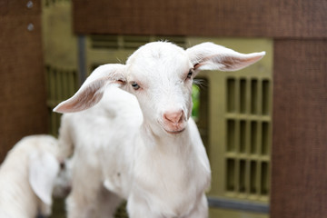 子ヤギ