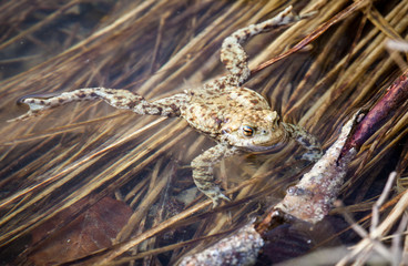 Frog