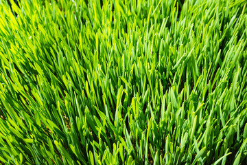 Fototapeta na wymiar Indoor grown wheatgrass from close