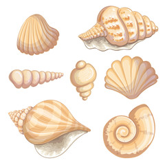 Illustration of a shell collection
