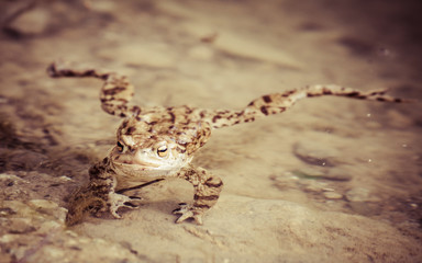 Frog