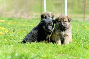 Young puppy in the garden