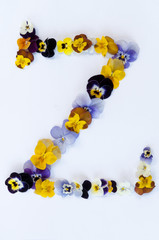 letter Z alphabet made from pansy flowers