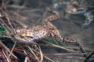 Frog