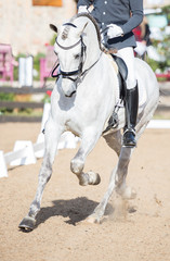 Dressage Horses