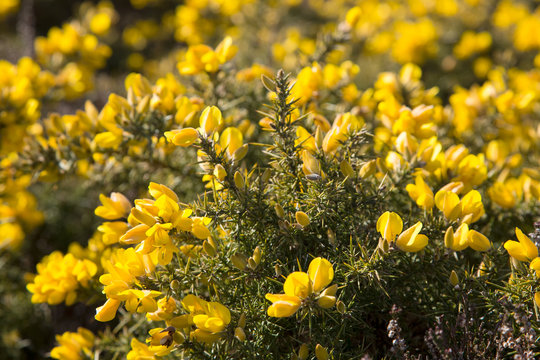 Bright yellow common gorse flowers
