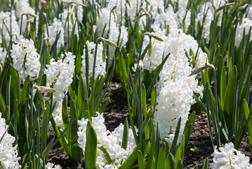 White hyacinths in a garden