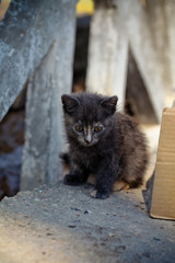 Cute homeless cat looking at camera