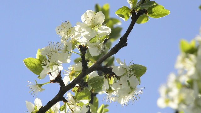 Kirschenbl&uuml;te in Deutschland