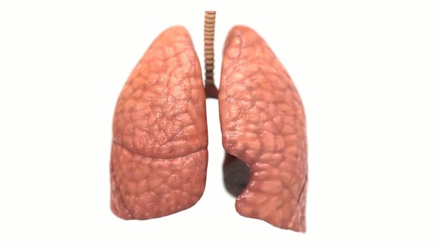 Human lungs