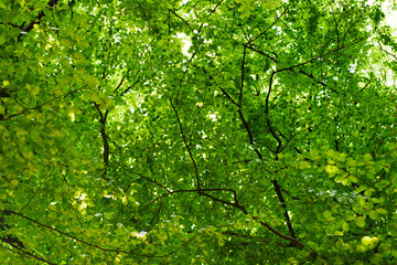 green leaves and brunches background