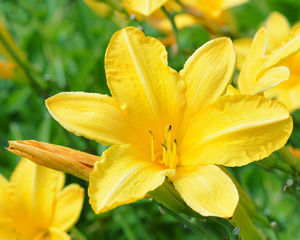 Yellow Lily Flower