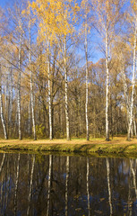 Birch forest autumn