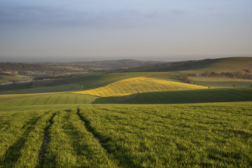 Obraz premium Spring morning over vibrant agricultural landscape in Englsh cou