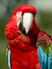 close up of a scarlet macaw (ara macao)