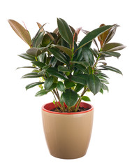 Ficus elastica (Indian Rubber Bush) in light brown flowerpot.