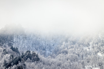 Obraz na płótnie Canvas Foggy forest