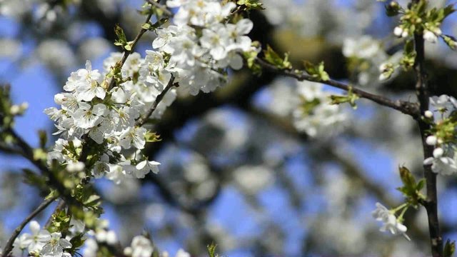 Kirschenbl&uuml;te in Deutschland