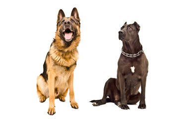 Obraz premium German Shepherd and Staffordshire terrier curious looking up