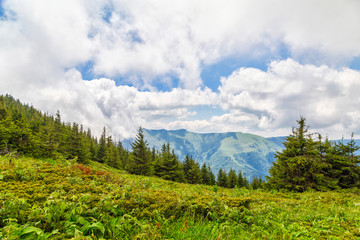 Obraz premium Biosphere reserve Chuprene and peak Midzhur, Bulgaria
