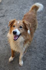 Beautiful orange a stray dog from the shelter