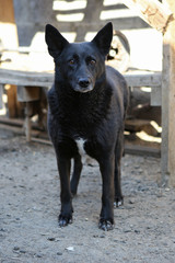 Black stray dog from the shelter