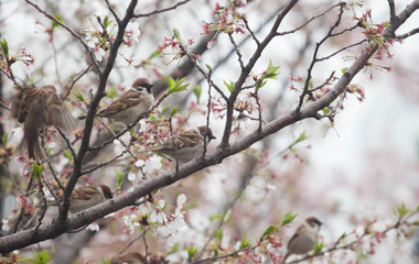 Tree sparrow bird on the cheery blossom tree