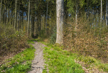 Hiking trail through a forest in sunlight in spring