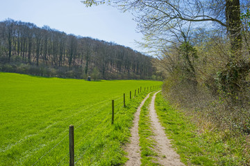 Fototapeta na wymiar Hiking trail along trees in sunlight in spring