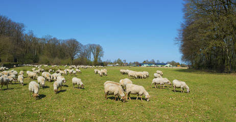 Obraz premium Herd of sheep walking in a sunny meadow in spring