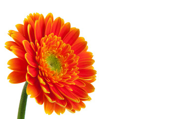 Orange Daisy Gerbera Flower on white
