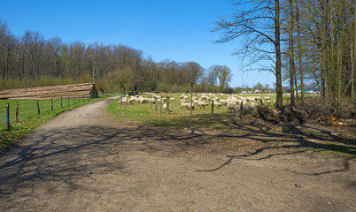 Fototapeta na wymiar Herd of sheep walking in a sunny meadow in spring