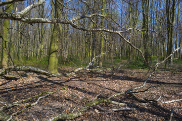 Fallen tree in a sunny forest in spring