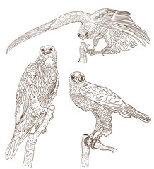 Naklejka premium set of drawings of birds of prey