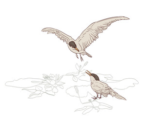 birds pair in spring drawing