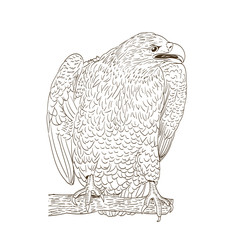 big eagle monochromatic drawing on white