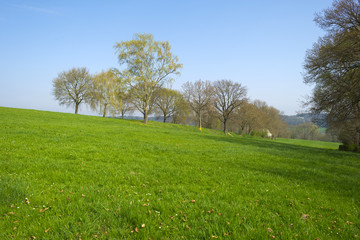 Fototapeta na wymiar Trees on a sunny green hill in spring