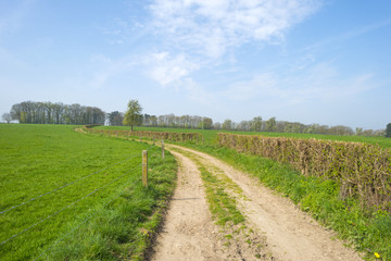 Dirt road through sunny farmland in spring