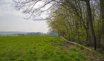 Trees along a sunny meadow in spring