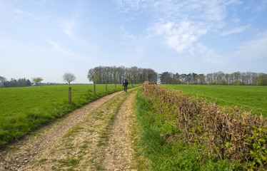 Fototapeta na wymiar Hedge along a dirt road through a field