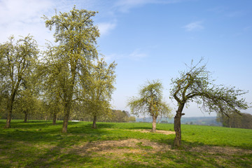 Tree in a sunny meadow in spring