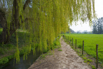 Willow over a stream along a hiking trail in spring