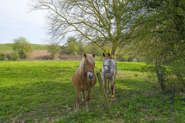 Naklejka premium Two horses in a sunny meadow in spring