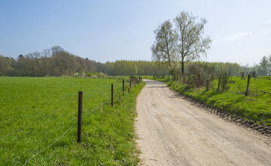 Dirt road through a meadow in sunlight in spring