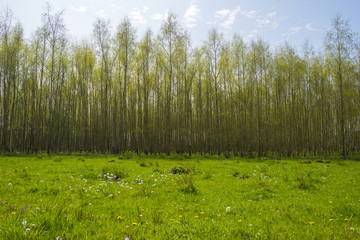 Obraz premium Foliage of birches in sunlight in spring