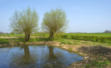 Pollard willows along a sunny lake in spring