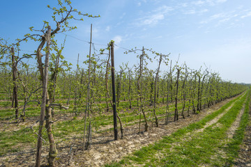 Fototapeta na wymiar Orchard with fruit trees in bud in spring