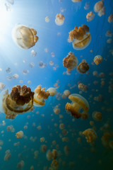 Obraz na płótnie Canvas Jellyfish Lake