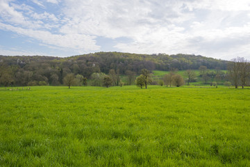 Fototapeta na wymiar Green meadow along a hillt forest in spring